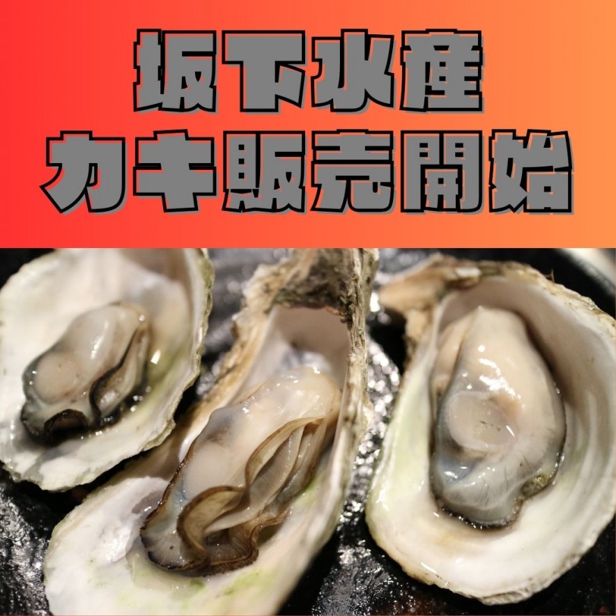 坂下水産 牡蠣販売開始 (1)